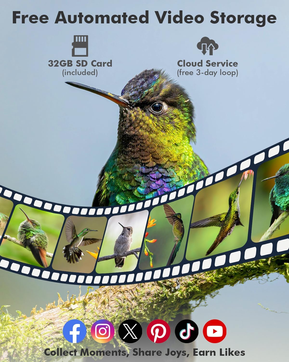 humming-bird-feeder-free-automated-video-storage