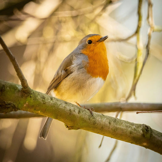 Bring Nature Home: The Family-Friendly Dzees Smart Bird Feeder with Camera - dzees-cam