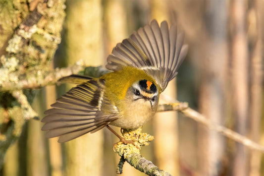 Discover Every Detail with the Dzees V5: The Smart Bird Feeder That Redefines Birdwatching - dzees-cam