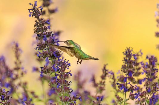 Discover the Beauty of Nature with the Dzees V5 Smart Bird Feeder with Camera - dzees-cam