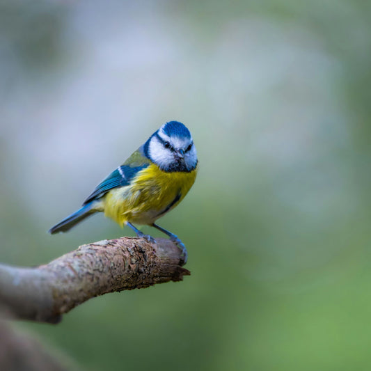Discover the Dzees Smart Bird Feeder – Nature, Captured Smartly 🌿🐦 - dzees-cam