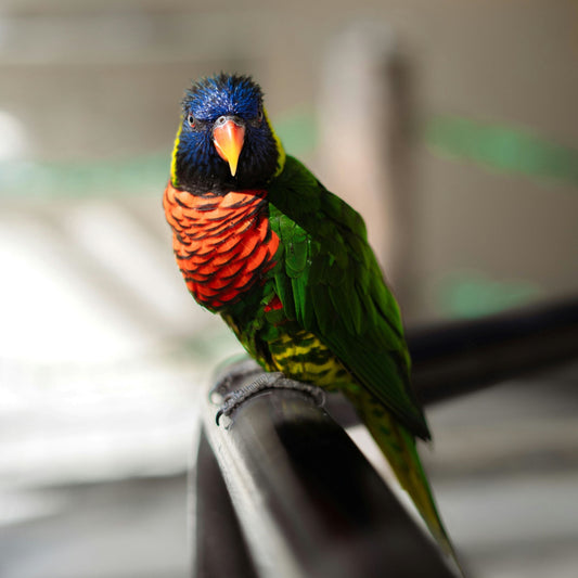 Discover the Magic of Bird Watching with the Dzees Smart Bird Feeder with Camera – Solar Powered and AI-Powered! - dzees-cam