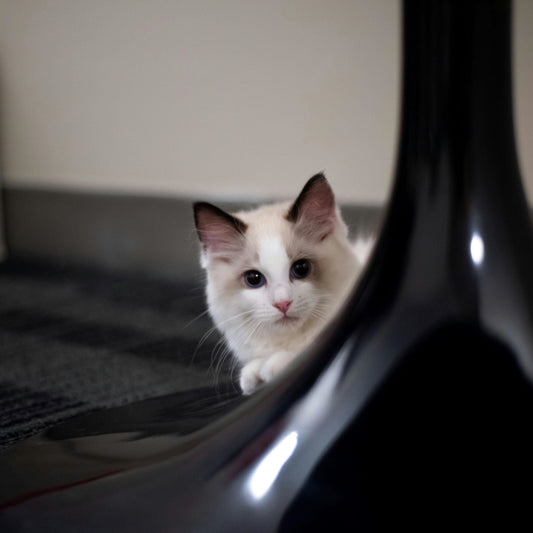 Dzees 360° Pet Camera: Smart Home Monitoring Without the Monthly Fees - dzees-cam