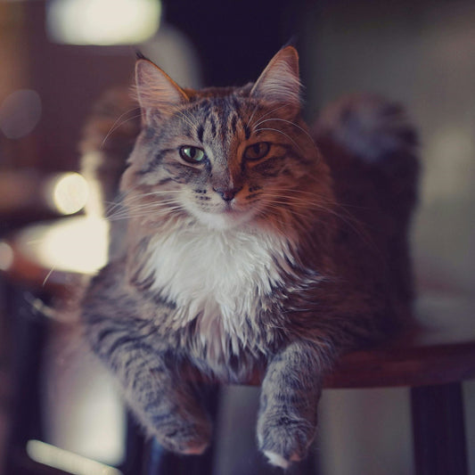 Dzees Indoor Pet Camera: Your 24/7 Watchful Eye for Pets & Home - dzees-cam