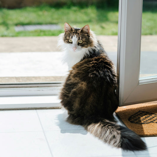 Dzees Indoor Security Camera: The Ultimate Pet & Home Monitoring Solution - dzees-cam