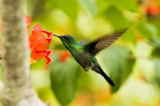 Dzees Smart Bird Feeder with Camera: Revolutionize Your Birdwatching Experience - dzees-cam