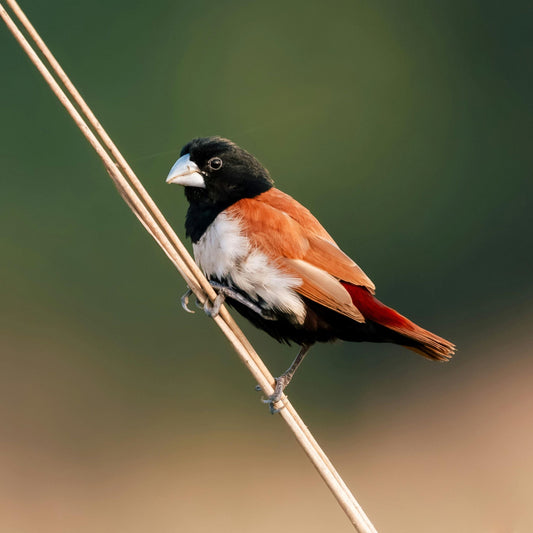 Dzees Smart Bird Feeder with Camera: The Ultimate Gift for Bird Lovers & Tech Enthusiasts - dzees-cam