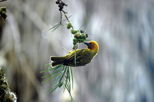Elevate Your Birdwatching Experience with the Dzees V5 Smart Bird Feeder Camera - dzees-cam