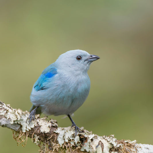 Experience Bird Watching Like Never Before – Meet the Dzees Smart Bird Feeder with Camera - dzees-cam