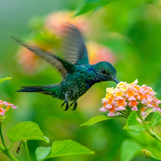 Missing the Hummingbirds? Here’s the Smartest Way to Never Miss One Again 🐦🌸 - dzees-cam