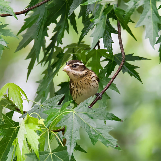 The Gift That Transforms Your Backyard into a Living Documentary: Meet the Dzees Smart Bird Feeder
