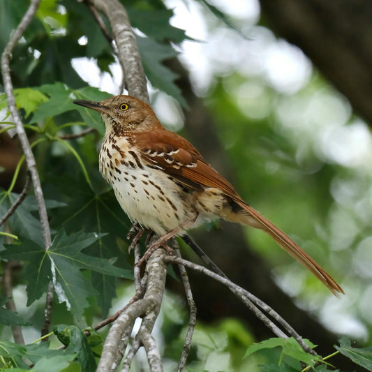 Discover the Hidden World in Your Backyard: The Smart Bird Feeder That Brings Nature to Your Screen