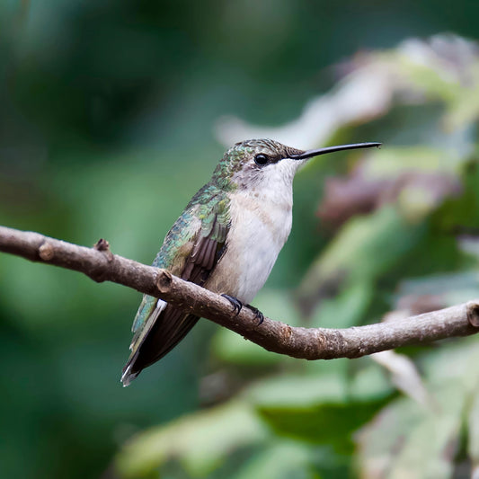 The Smart Bird Feeder That's Revolutionizing Backyard Wildlife Watching