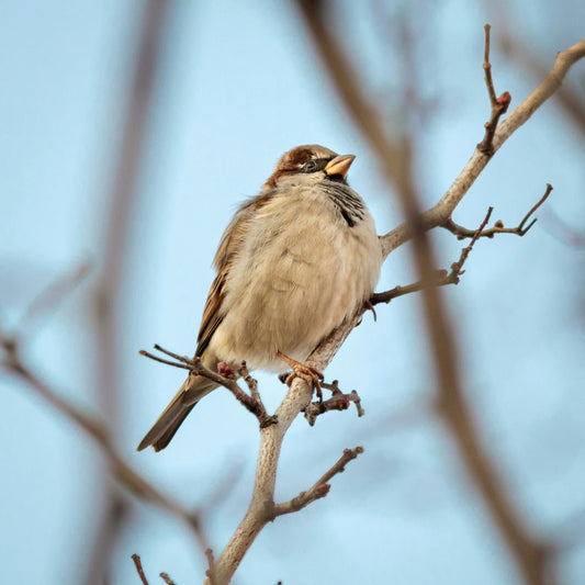 The Most Meaningful Christmas Gift: A Window to Nature's Daily Miracles
