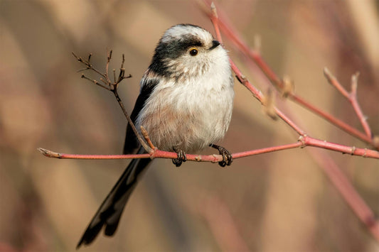 Revolutionize Your Birdwatching with the Dzees V5 Smart Bird Feeder: A Must-Have for Nature Lovers