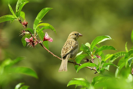 Discover the Magic of Birdwatching with the Dzees Smart Bird Feeder