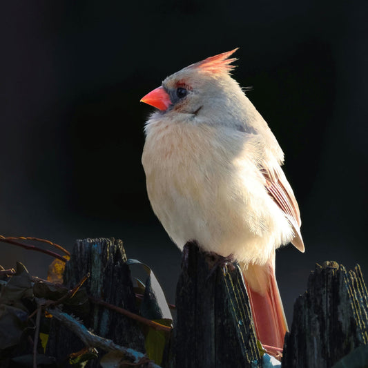 Turn Your Garden into a Living Nature Documentary with Dzees Smart Bird Feeder
