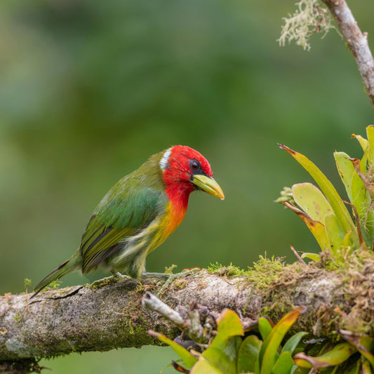 The Christmas Gift That Brings Joy All Year Round: Dzees Smart Bird Feeder