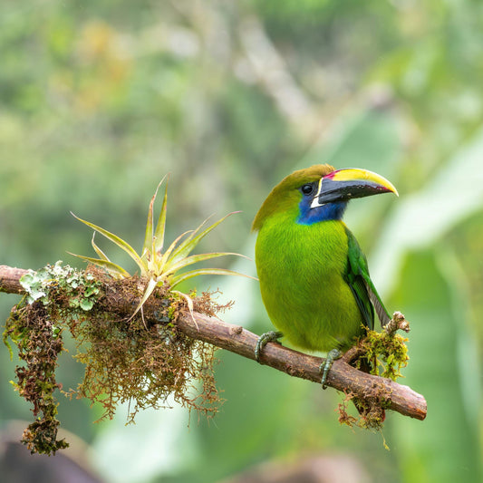 The Christmas Gift That Turns Every Day into a Nature Documentary