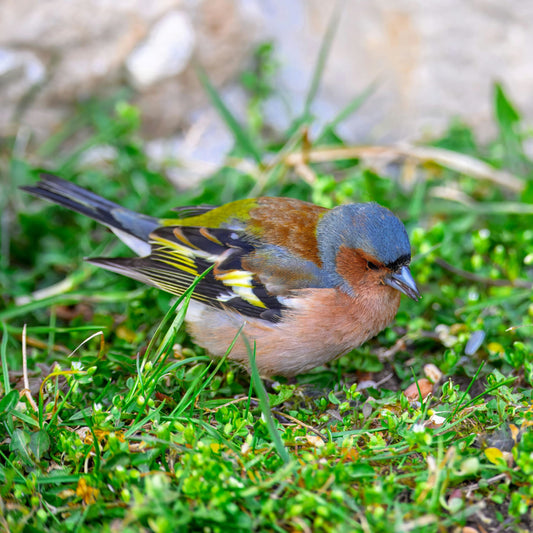 Bring Nature Closer with the Dzees Smart Bird Feeder – Solar Powered, HD Camera, AI Bird Recognition