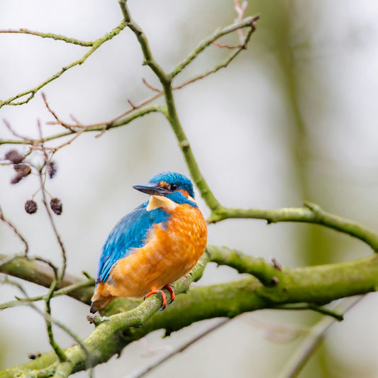 A Window to the Wild – Discover the Joy of Birdwatching with the Dzees Smart Bird Feeder