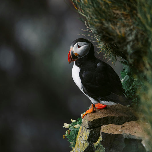 She Thought It Was Just a Bird Feeder — Until It Changed Her Mornings Forever