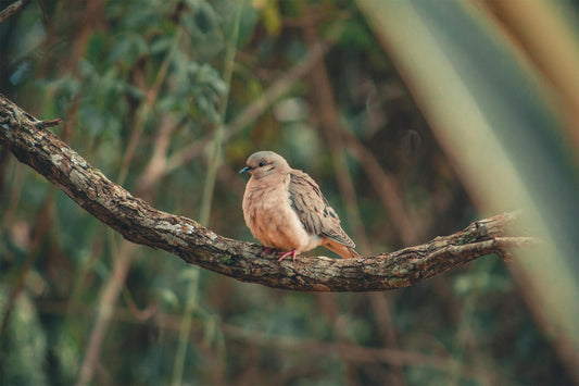 Experience Birdwatching Like Never Before with the Dzees V5 Smart Bird Feeder Camera