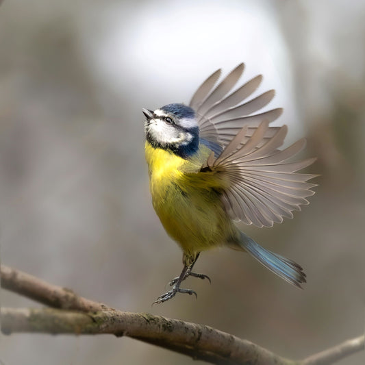 Let Nature Knock at Your Window – Discover the Dzees Smart Bird Feeder 🐦🌞