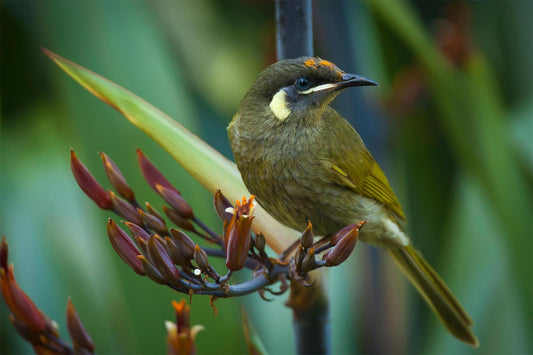 A Bird Lover's Dream Come True: Embracing Nature with the Dzees G04 Smart Hummingbird Feeder