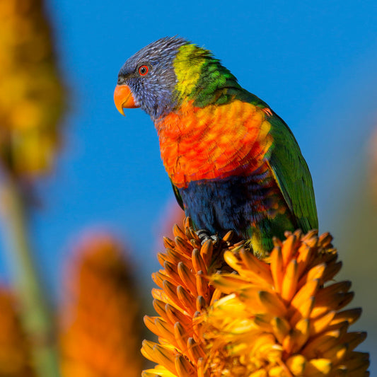 Discover the Magic of Hummingbirds – Smart Hummingbird Feeder with Camera 🌺📷