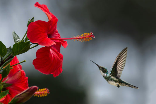 Explore Nature's Tapestry with the Dzees G04 Smart Hummingbird Feeder: A Kaleidoscope of Avian Wonder