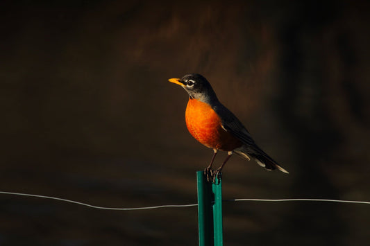 How Does a Smart Bird Feeder Camera Enhance Bird Watching? Exploring the Dzees V5 Birder Feeder