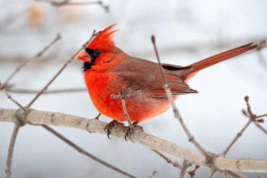 Winter Bliss: Enhance Bird Watching with Dzees V5 Smart Bird Feeder Lite's Motion Detection and Humming Set