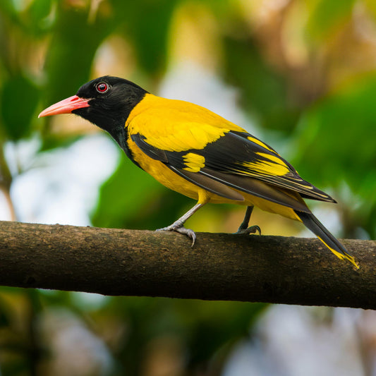The Bird Feeder That Brings Joy: Why Everyone is Falling in Love with Smart Birdwatching - dzees-cam
