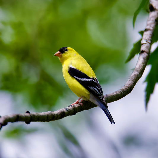 The Bird Feeder That Knows Its Visitors By Name: A Revolutionary Way to Connect with Nature - dzees-cam