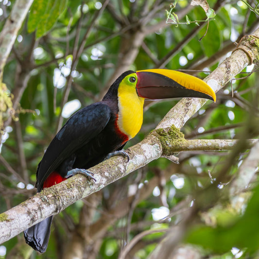 The Christmas Gift That Nature Lovers Will Treasure Forever - dzees-cam