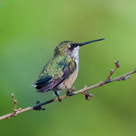 The Future of Backyard Birding is Here: How This Smart Feeder is Capturing Hearts Nationwide - dzees-cam