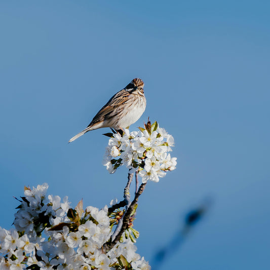 The Future of Backyard Birdwatching: How Dzees Smart Feeder is Revolutionizing Nature Observation - dzees-cam