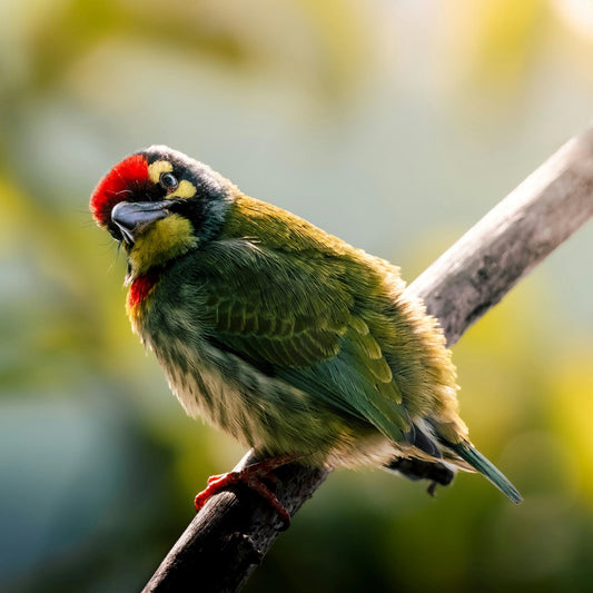 Transform Your Backyard into a Wildlife Sanctuary with the Dzees Smart Bird Feeder Camera - dzees-cam