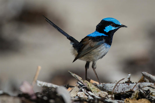 Transform Your Birdwatching Experience with the Dzees V5 Smart Bird Feeder Camera - dzees-cam