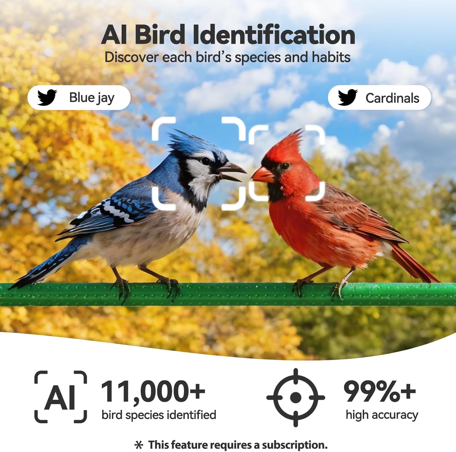 2K HD Window Bird Camera – Smart Bird Feeder with AI Species Recognition & Live Streaming Dzees