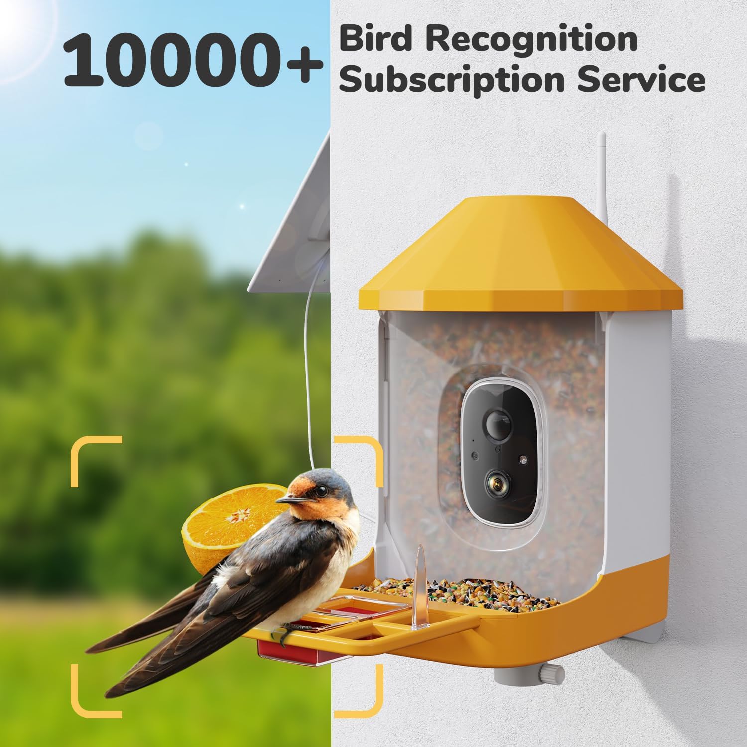 Smart Bird Feeder with Camera & AI Bird Identification – 2K HD Video, Solar Powered, 32GB Card, Live View & Alerts – Perfect Gift for Bird Lovers - Dzees B6 - dzees - cam